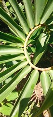 Insulin Cut Leaf Costus Igneus Organic Natural Diabetic Patients Thebu 50g