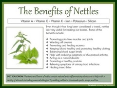 Nettles Tincture: Helps balance sugars, thyroid &glands; clears infections too.