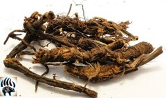 Osha Root whole 4 oz