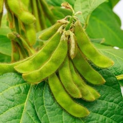75+ Edamame Seeds Sweet Tender Soybean Spring Garden Planting Seeds FREE SHIP