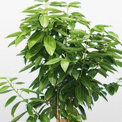 30 True Ceylon Cinnamon Tree Seeds Cinnamomum verum Fast Growing Seeds FREE SHIP