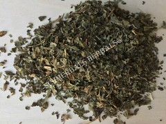 Lemon Balm, Melissa officinalis ~ Schmerbals Herbals