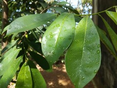 Dried Soursop Leaf/Soursop Guanabana Graviola Sri Lanka/cancer healer/organic