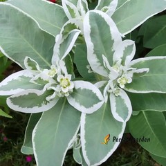 100 Seeds Euphorbia Marginata Snow On The Mountain Variegated Spurge Small Plant
