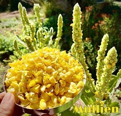1oz Mullein Leaf Whole Herb Organic Homegrown Soothes Mucus Membranes