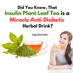Insulin Plant Leaf Ground Powder Fiery Diabetic Blood Sugar Support Tea 50g