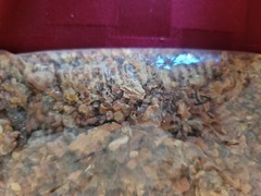 Myrrh Gum Crystals – Herbs – 4 Oz. Packet