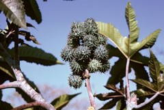 POKE ROOT SALVE HERBAL SUPPLEMENTS-LYMPHATIC SUPPORT