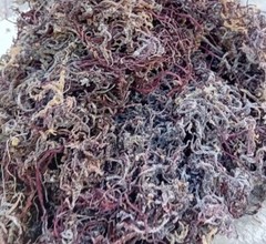 Wholesale Jamaican Saint Lucia SEAMOSS AND HERBS 100% Wildcrafted 100% Organic