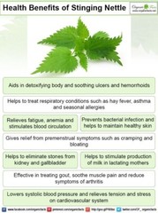 Nettles Tincture: Helps balance sugars, thyroid &glands; clears infections too.
