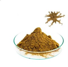 Devil’s Claw Extract Powder 5% Harpagoside Harpagophytum High Quality Free Ship