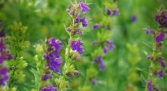 WholeSALE!! ORGANIC Hyssop Herb PREMIUM Dried Cut/Sifted-4 oz, 1 lb.