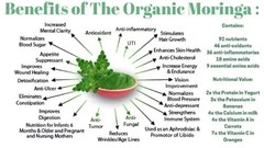 Organic Premium Moringa Seeds Kernels Dried, Non GMO, Edible,Planting