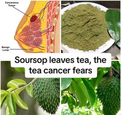 Organic Dried Soursop Graviola Leaves Herbal Tea Hojas De Guanabana Leaves