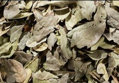 Boldo, Hojas de Boldo, Te de Boldo, Peumus boldus, Boldo Tea Imported Mexico