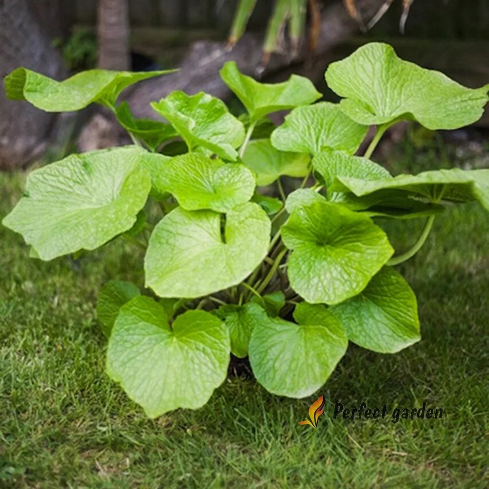 500 Seeds Wasabi Japanese Horseradish Eutrema Japonicum Wasabia Japonica Rhizome