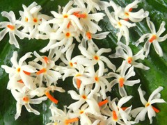 PURE DRIED JASMI NNIGHT FLOWER (Nyctanthes arbor) Coral Parijat Pavazhamalli 25g