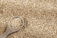 RawHarvest Canary Seeds (4 Lbs) for Human Consumption, Silica Fiber Free 3 Pack