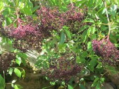 Elderberry – Whole Dried Berries, Summer 2023 Appalachian Mountains Wild Harvest