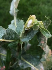 Dried Wild/Prickly Lettuce Leaves NON GMO Fresh 2020 Peak Harvesting 1-oz