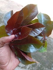 80g Dried Red Jatropha Curcas Leaf Powder | Ratanjot Laljari Yatilung Jadi Raw