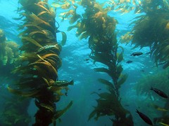 FLASH SALE!! WILD ATLANTIC OCEAN KELP POWDER NON-GMO-BULK TEA-1,2,3,4,5 LBS