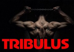 testosterone booster drink – TRIBULUS  EXTRACT 1000MG 2B – tribulus chosen