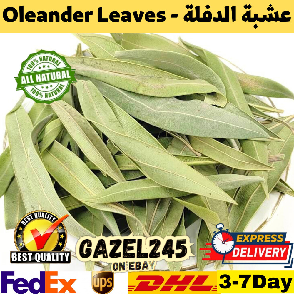 Oleander Leaves Dried Dafla Natural Fresh Herb Organic AA دفلى دفلا عشبة الدفلة