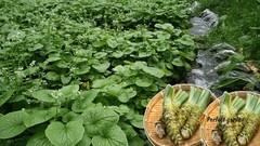 500 Seeds Wasabi Japanese Horseradish Eutrema Japonicum Wasabia Japonica Rhizome