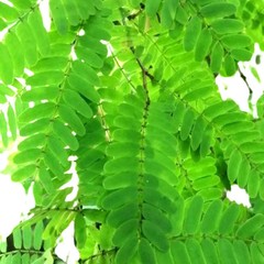 Dried Tamarind Organic Leaves 100g Pure Natural Free Shipping From Sri Lanka