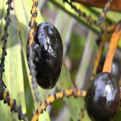 SAW PALMETTO BERRY With Absolutely No Additives High Potency 100 Veg Capsules