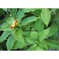 Dried Insulin Plant Leaves Powder Organic Natural Thebu Costus Igneus Herbal Tea