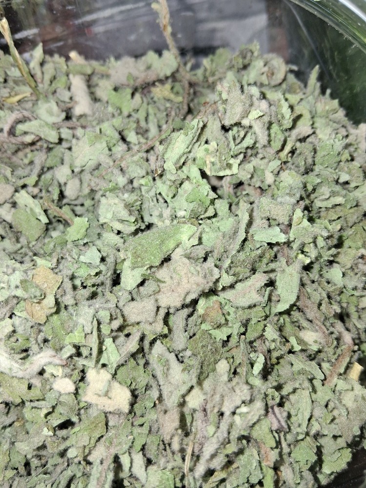 Premium FIRST-YEAR Mullein Leaf (Verbascum thapsus) Organically Grown