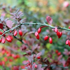 Barberry Root Tincture, USDA Organic Berberis Root Extract, Berberine