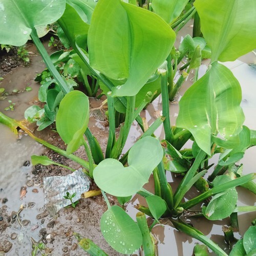 Daun Genjer ( Limnocharis Flava ) Yellow bur-head Dried Leaves