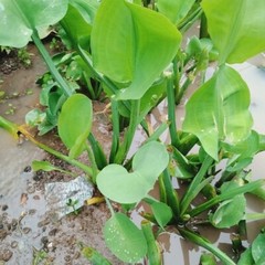 Daun Genjer ( Limnocharis Flava ) Yellow bur-head Dried Leaves