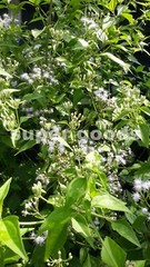 Mexican Dream Herb 10Pc Seeds Calea Zacatechichi Lucid Dream Herbal Plant