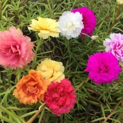 24000+ Moss Rose Seeds Portulaca Grandiflora Colorful Moss Rose Flower FREE SHIP