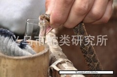 Snake Venom lyophilized Powder (extracted from Naja naja atra/Cobra) 1 gram.