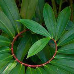 Dried Insulin Plant Leaves Costus Igneus Thebu Organic Natural Herbal Tea