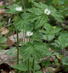 Wild Goldenseal Herb Leaf 4 oz Whole Appalachian Botanical Herb Material