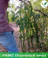 Moringa/Drumstick Seeds -PKM2 Variety -250 gram for Plantation Purpose 700 seeds