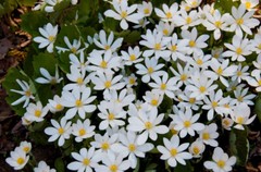 Pure Herbs: Blood Root (Red Root) – 4 oz.