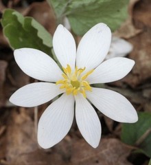 Bloodroot – Whole Dried Root, 2026 Wild Roots – 1 Oz. (Sanguinaria canadensis)
