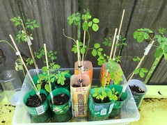 10 or More Organic Moringa Oleifera Seeds