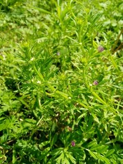 Organic Cleavers Extract Fresh Cleavers tincture, Wildcrafted 1 oz, lymph herb