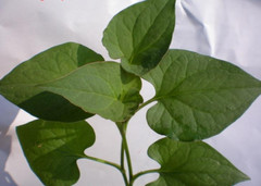 Houttuynia cordata Thunb Capsules Plu Kaow Organic Herb From Thailand