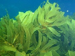 FLASH SALE!! WILD ATLANTIC OCEAN KELP POWDER NON-GMO-BULK TEA-1,2,3,4,5 LBS
