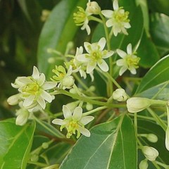 30 True Ceylon Cinnamon Tree Seeds Cinnamomum verum Fast Growing Seeds FREE SHIP