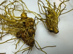 Wild Goldenseal Root Dried Whole 2026 Appalachian Harvest 2 Oz.